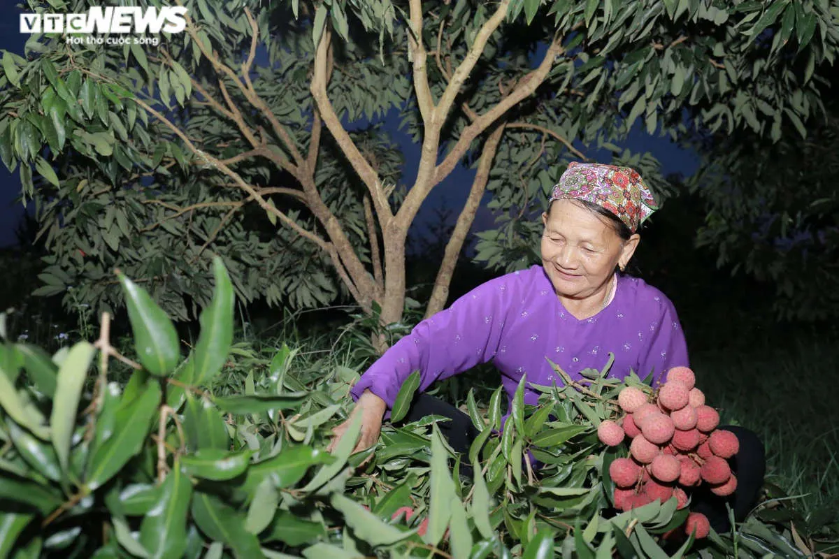 N&ocirc;ng d&acirc;n Bắc Giang soi đ&egrave;n th&acirc;u đ&ecirc;m thu hoạch vải thiều - 4