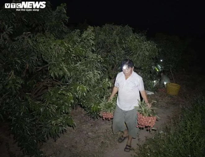 N&ocirc;ng d&acirc;n Bắc Giang soi đ&egrave;n th&acirc;u đ&ecirc;m thu hoạch vải thiều - 6