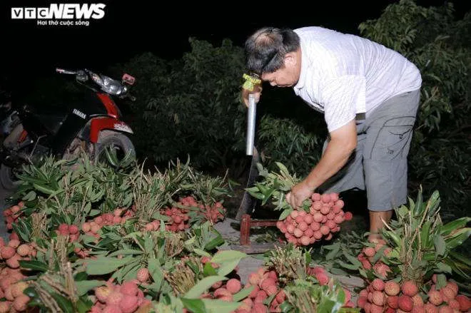 N&ocirc;ng d&acirc;n Bắc Giang soi đ&egrave;n th&acirc;u đ&ecirc;m thu hoạch vải thiều - 7