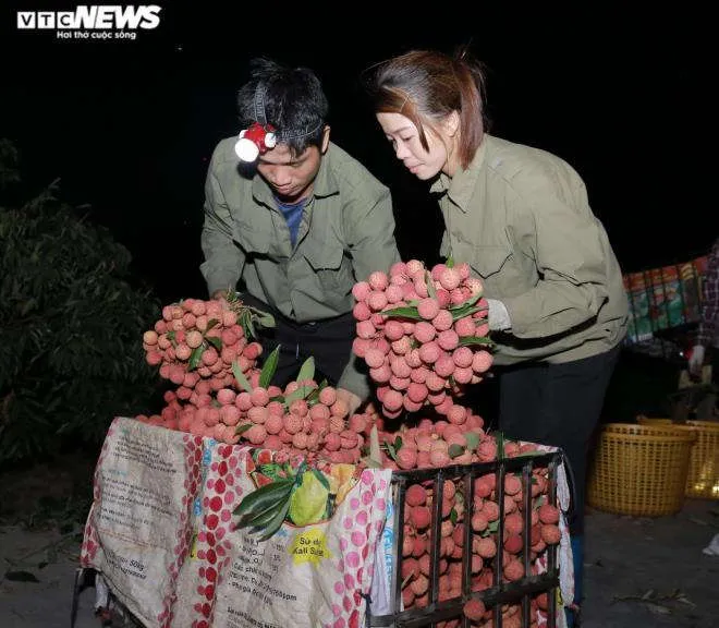 N&ocirc;ng d&acirc;n Bắc Giang soi đ&egrave;n th&acirc;u đ&ecirc;m thu hoạch vải thiều - 8