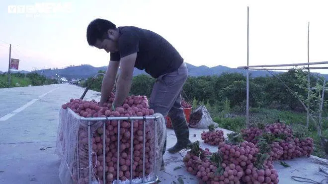 N&ocirc;ng d&acirc;n Bắc Giang soi đ&egrave;n th&acirc;u đ&ecirc;m thu hoạch vải thiều - 10