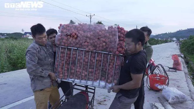 N&ocirc;ng d&acirc;n Bắc Giang soi đ&egrave;n th&acirc;u đ&ecirc;m thu hoạch vải thiều - 11