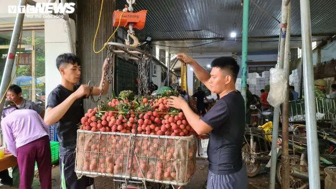 N&ocirc;ng d&acirc;n Bắc Giang soi đ&egrave;n th&acirc;u đ&ecirc;m thu hoạch vải thiều - 13