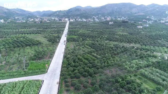 N&ocirc;ng d&acirc;n Bắc Giang soi đ&egrave;n th&acirc;u đ&ecirc;m thu hoạch vải thiều - 14