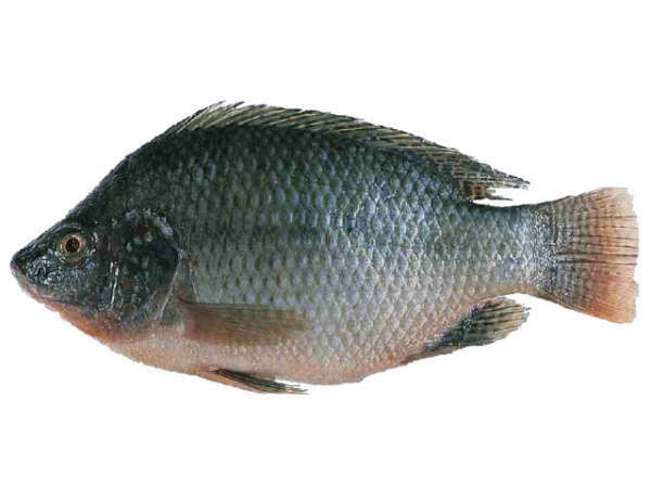 an ca ro phi co tot khong
