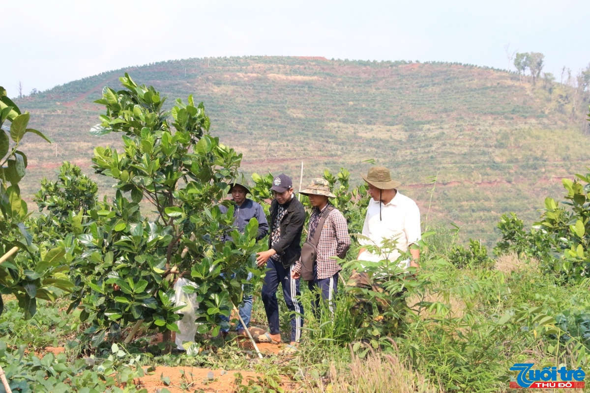 Hiện trang trại của hai ch&agrave;ng trai trẻ đ&atilde; được phủ xanh 100.000 gốc m&iacute;t xen canh sầu ri&ecirc;ng