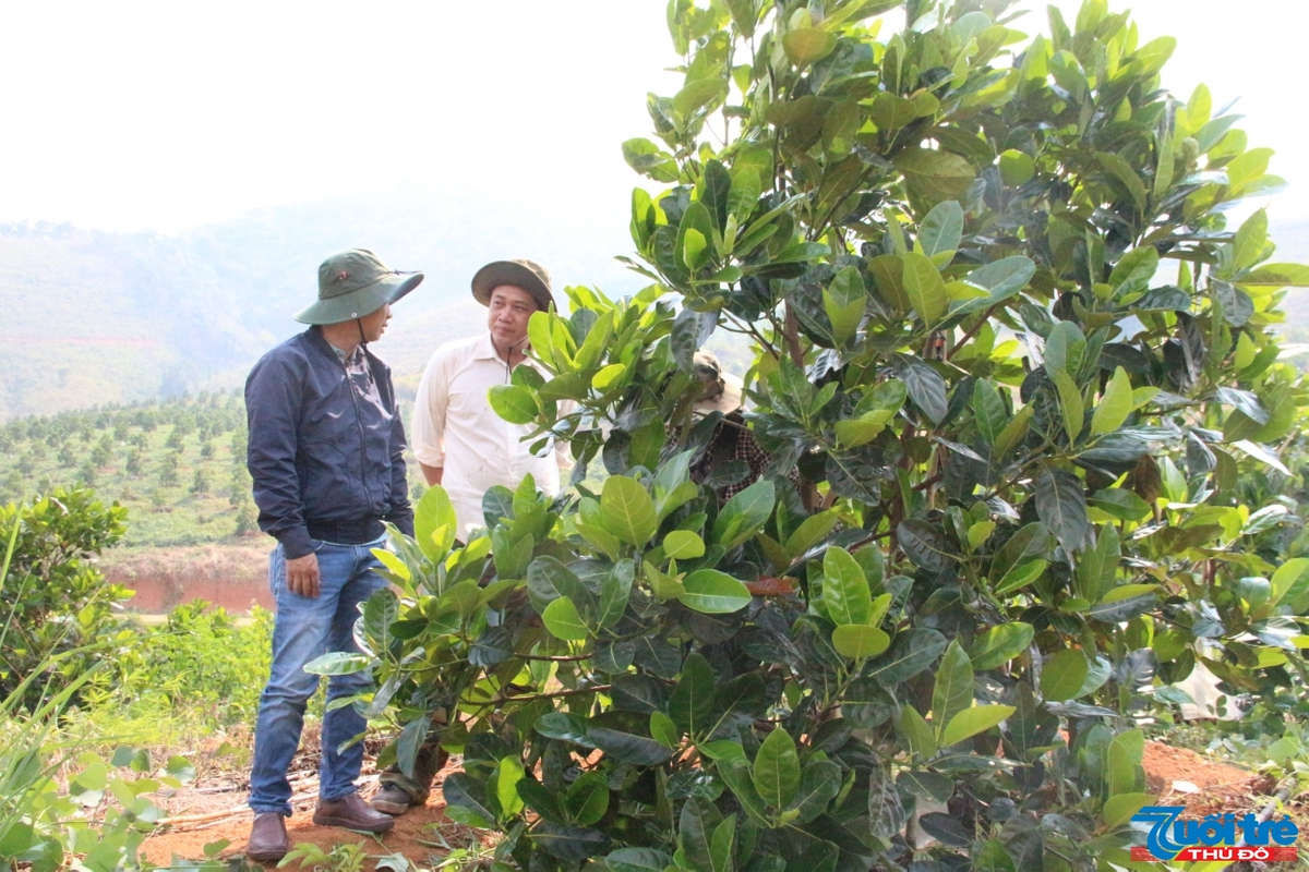 Tuấn v&agrave; Huy đ&atilde; chặt bỏ vườn cao su 5 năm, mạo hiểm đầu tư theo ti&ecirc;u chuẩn tr&aacute;i c&acirc;y sạch