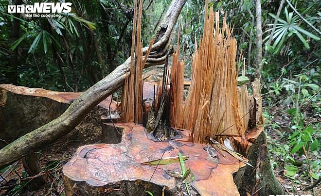 Hơn 5ha rừng ở Quảng Nam bị tàn phá