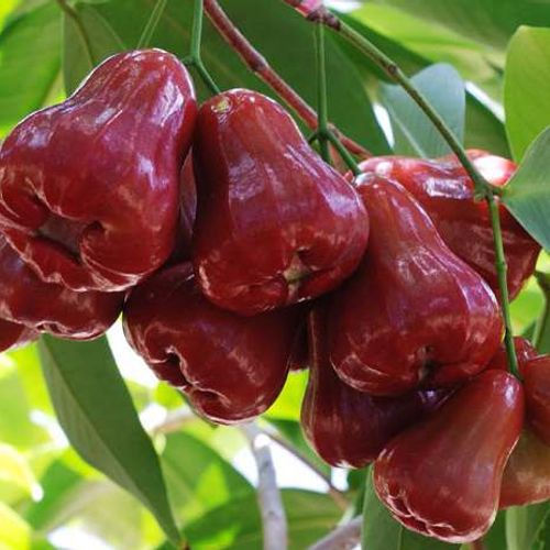 bau 3 thang dau an man duoc khong ảnh 5