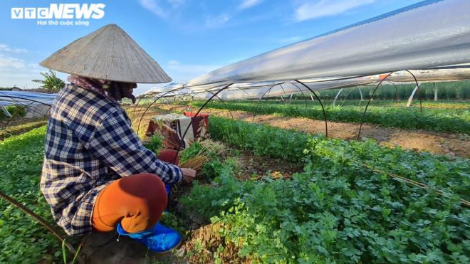 Kinh hãi rau xanh mơn mởn 'tắm' trong nước thải đen kịt, bọt tung trắng xóa - 2