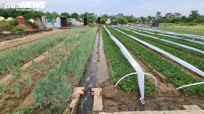 Kinh hãi rau xanh mơn mởn 'tắm' trong nước thải đen kịt, bọt tung trắng xóa - 3