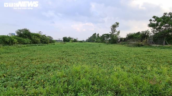 Kinh hãi rau xanh mơn mởn 'tắm' trong nước thải đen kịt, bọt tung trắng xóa - 4