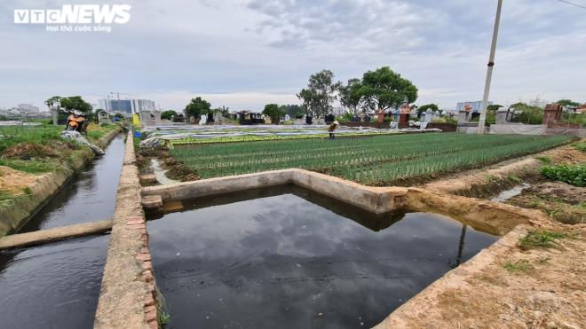 Kinh hãi rau xanh mơn mởn 'tắm' trong nước thải đen kịt, bọt tung trắng xóa - 5