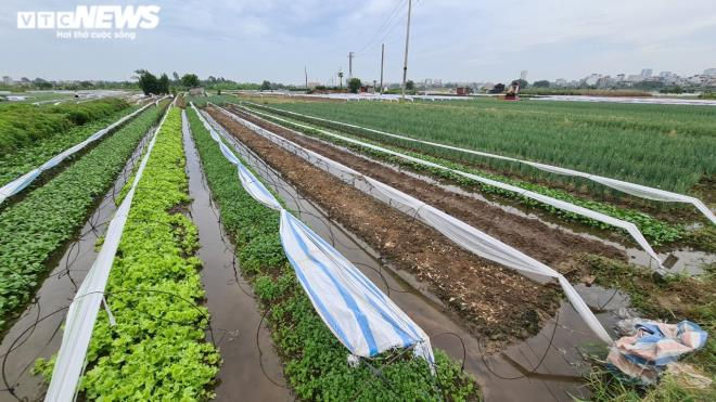 Kinh hãi rau xanh mơn mởn 'tắm' trong nước thải đen kịt, bọt tung trắng xóa - 8