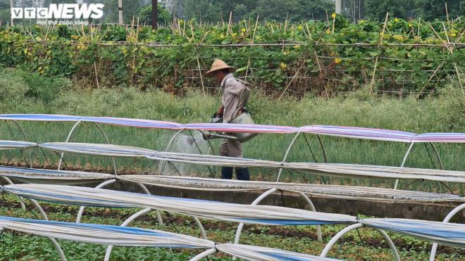 Kinh hãi rau xanh mơn mởn 'tắm' trong nước thải đen kịt, bọt tung trắng xóa - 11