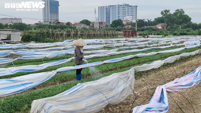 Kinh hãi rau xanh mơn mởn 'tắm' trong nước thải đen kịt, bọt tung trắng xóa - 12