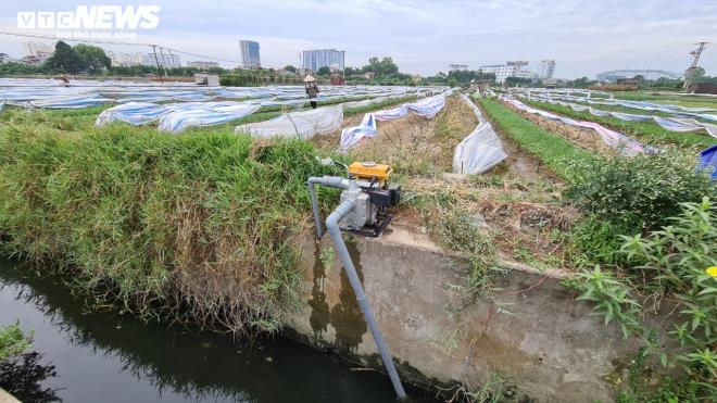 Kinh hãi rau xanh mơn mởn 'tắm' trong nước thải đen kịt, bọt tung trắng xóa - 13