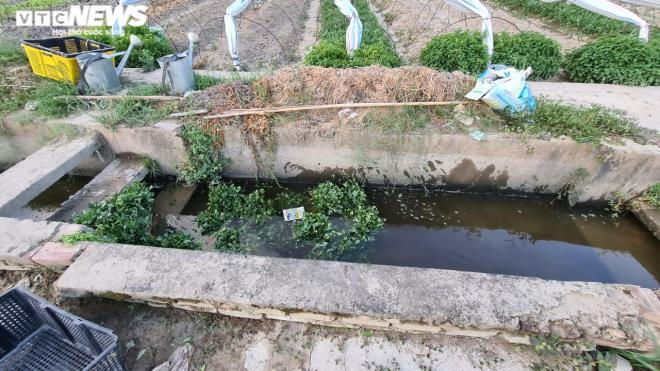 Kinh hãi rau xanh mơn mởn 'tắm' trong nước thải đen kịt, bọt tung trắng xóa - 14