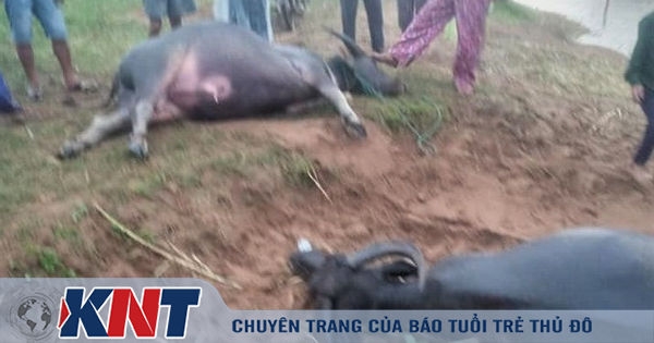 14 con trâu của nông dân Ba Vì lăn ra chết, nghi do đầu độc