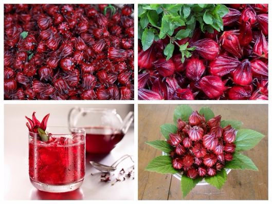 cong dung cua hat atiso do ảnh 9