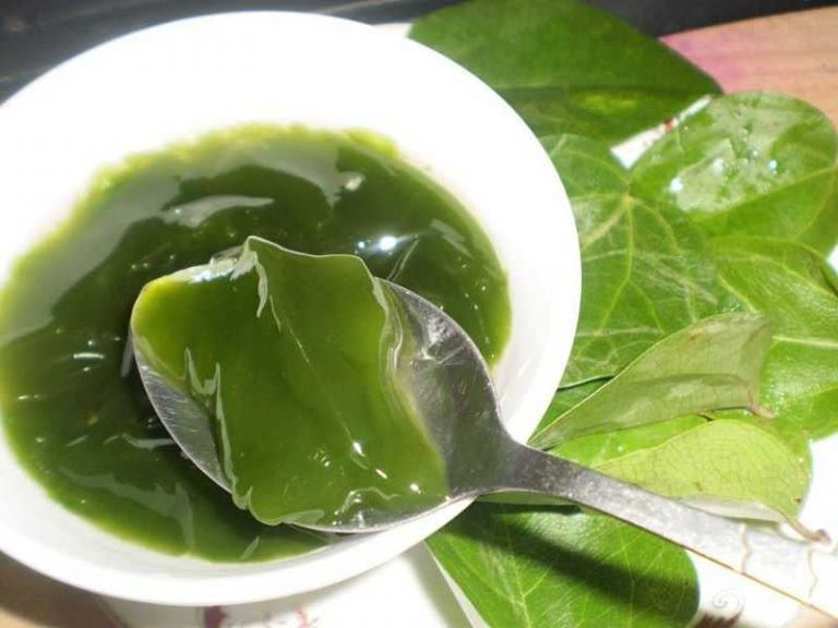 Lá sương sâm có tác dụng gì đối với sức khỏe? - Ảnh 4 la suong sam co tac dung gi ảnh 4