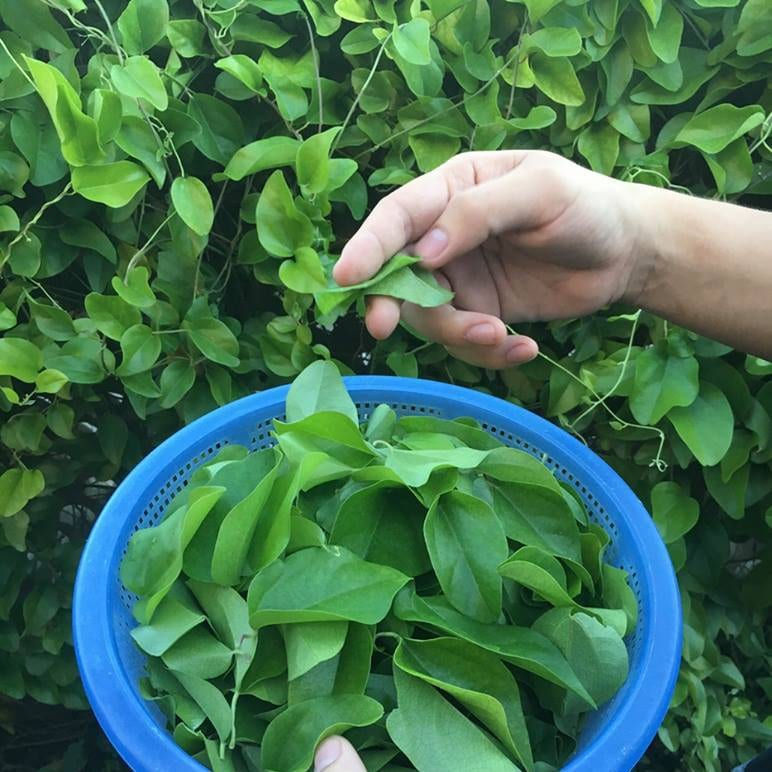 Lá sương sâm có tác dụng gì đối với sức khỏe? - Ảnh 6 la suong sam co tac dung gi ảnh 6