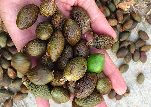 Tìm hiểu hạt đười ươi có tác dụng gì với sức khỏe