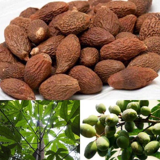 Tìm hiểu hạt đười ươi có tác dụng gì với sức khỏe - Ảnh 1 hat duoi uoi co tac dung gi ảnh 1