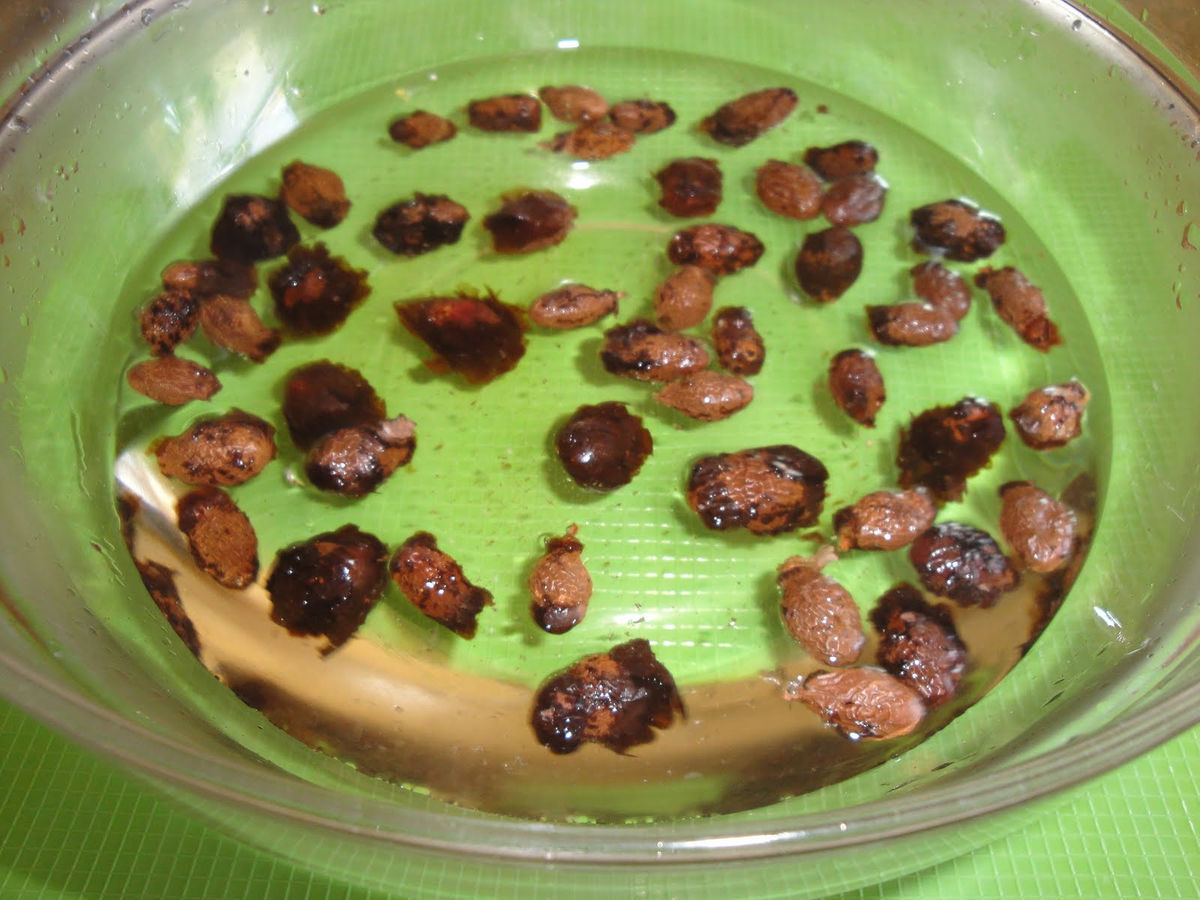 Tìm hiểu hạt đười ươi có tác dụng gì với sức khỏe - Ảnh 3 hat duoi uoi co tac dung gi ảnh 3