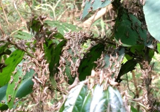 Điện Biên tìm cách xua đuổi đàn châu chấu nghi từ Trung Quốc tràn sang phá hoại - 1