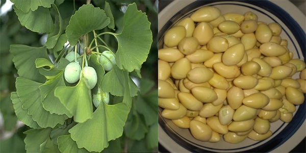 Bạch quả có tác dụng gì, bạn đã biết chưa? - Ảnh 4 bach qua co tac dung gi 4