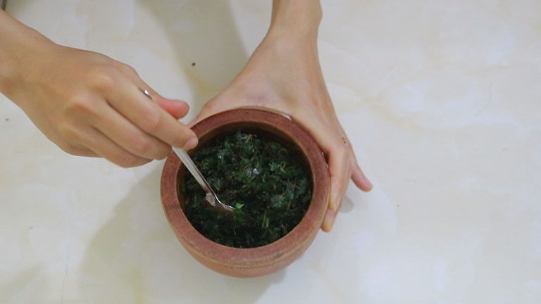 Công dụng của cây mần ri trong đời sống - Ảnh 4 cong dung cua cay man ri 4