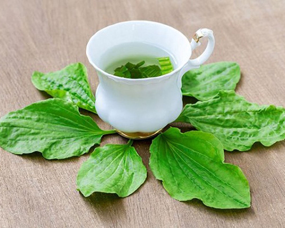 Rau mã đề có tác dụng gì và có thể dùng trong đông y hay không? - Ảnh 2 rau ma de co tac dung gi 2