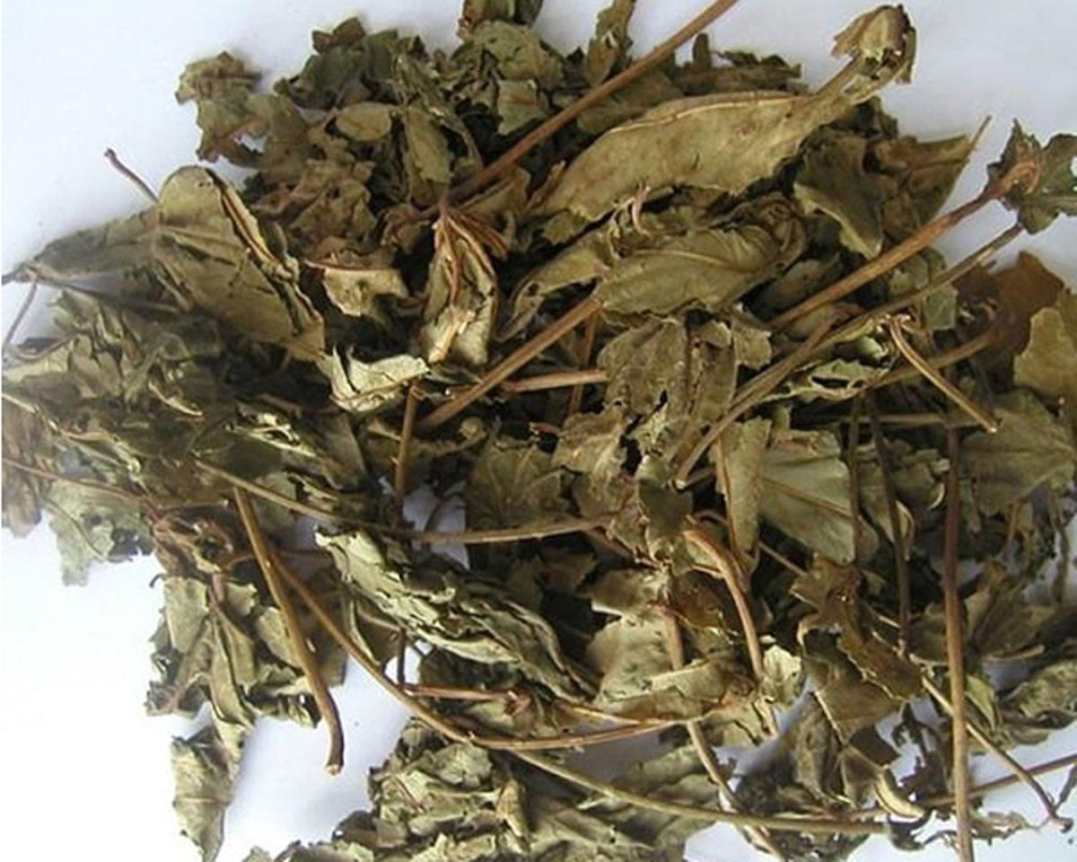 Rau mã đề có tác dụng gì và có thể dùng trong đông y hay không? - Ảnh 3 rau ma de co tac dung gi 3