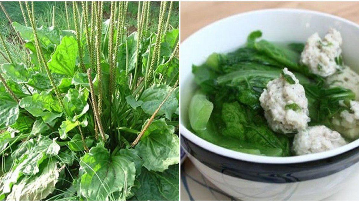 Rau mã đề có tác dụng gì và có thể dùng trong đông y hay không? - Ảnh 6 rau ma de co tac dung gi 6