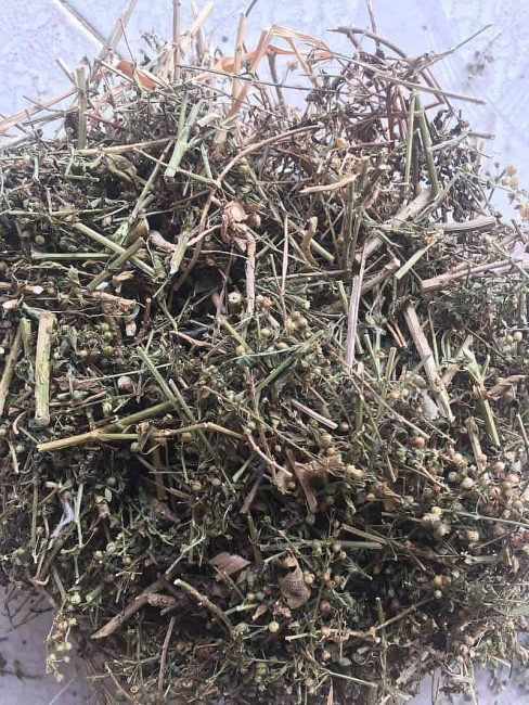 Cây cam thảo đất có tác dụng gì trong Đông y