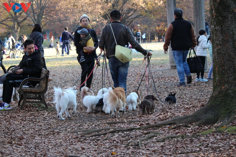 hai chu cho dau tien tai nhat ban bi mac covid-19 hinh 1