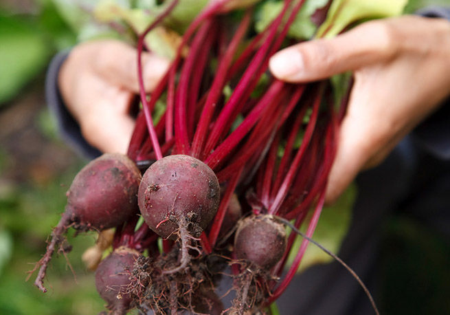 Củ dền đỏ có tác dụng gì đối với sức khỏe? - Ảnh 8 cu den do co tac dung gi ảnh 8