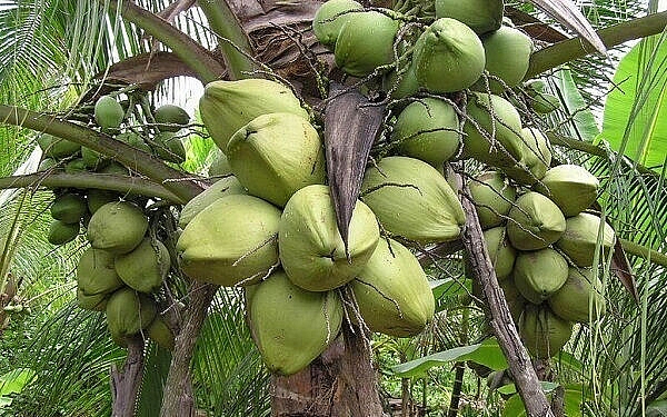 Dừa sáp có tác dụng gì và cách nhận biết dừa sáp chuẩn ngon?
