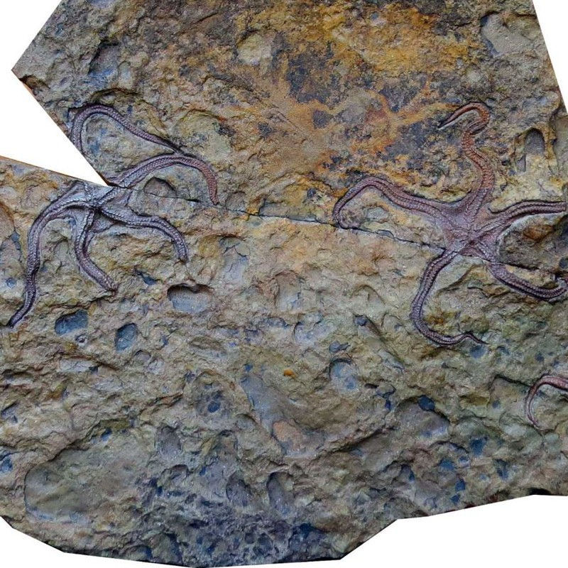 trung quoc phat hien sinh vat bien co dai cach day 385 trieu nam hinh 1