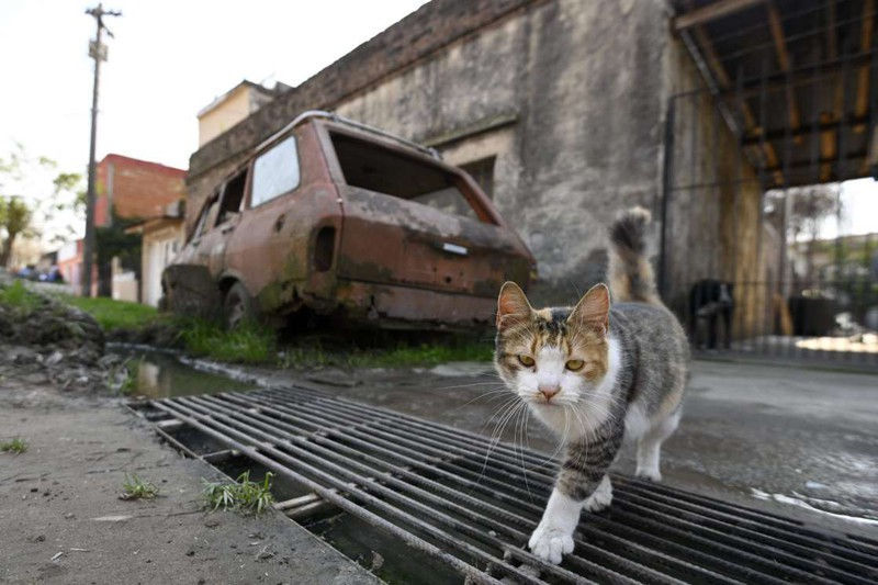 nga dang phat trien vaccine ngua covid-19 cho dong vat hinh 1