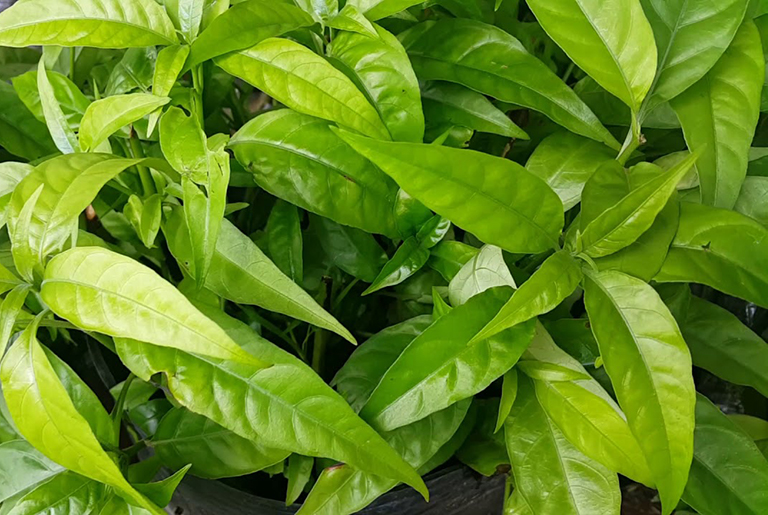 Cây hoàn ngọc chữa bệnh gì? Cây hoàn ngọc có tác dụng gì? - Ảnh 1 cay hoan ngoc chua benh gi 1