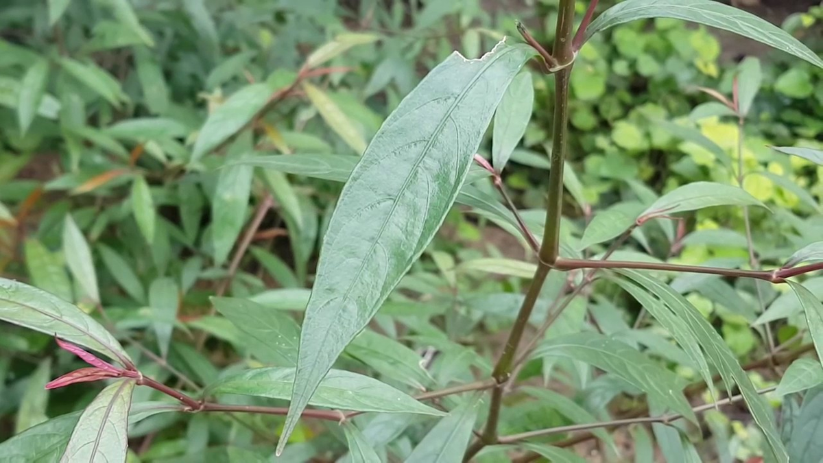 Cây hoàn ngọc chữa bệnh gì? Cây hoàn ngọc có tác dụng gì? - Ảnh 2 cay hoan ngoc chua benh gi 2