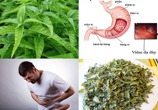 Cây hoàn ngọc chữa bệnh gì? Cây hoàn ngọc có tác dụng gì? - Ảnh 3 cay hoan ngoc chua benh gi 3