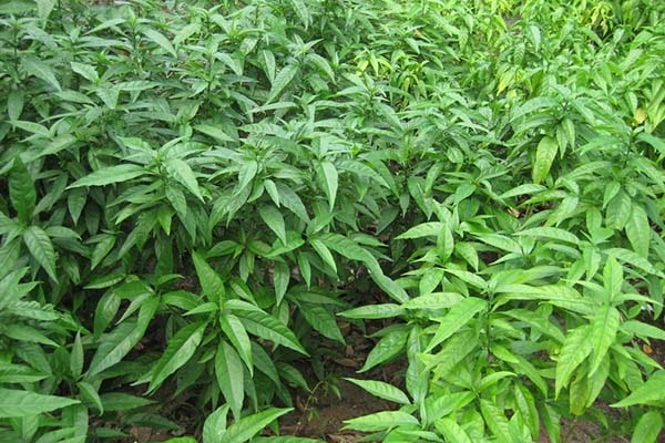 Cây hoàn ngọc chữa bệnh gì? Cây hoàn ngọc có tác dụng gì? - Ảnh 6 cay hoan ngoc chua benh gi 6