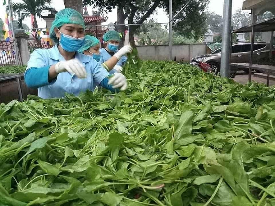 nhieu ket qua noi bat trong chuong trinh ocop cua tuoi tre thu do