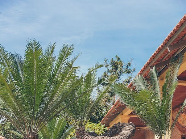 Nhiều cây cổ thụ lớn
