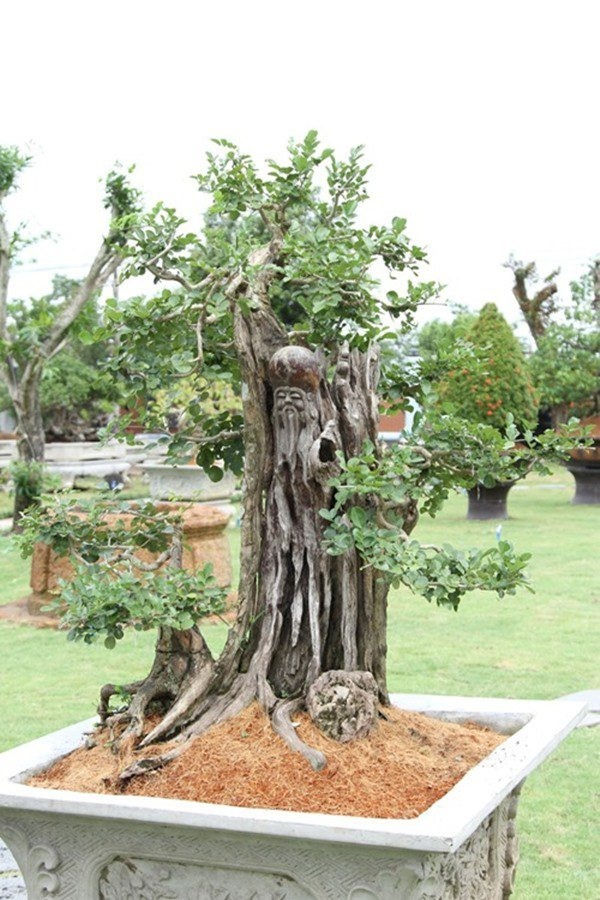 Nhiều cây cảnh quý hiếm.