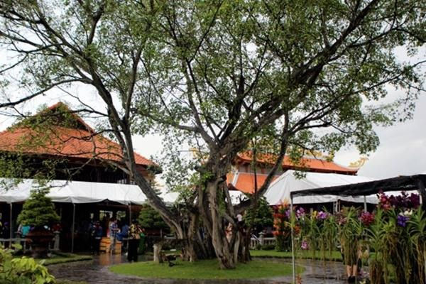 Nhiều cây cảnh quý hiếm.