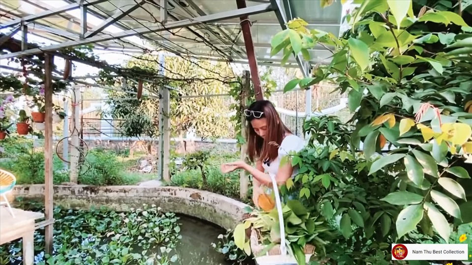 Nam Thư thu hoạch đu đủ và khế.